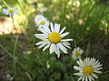 Bellis perennis close up PNr°0025.jpg