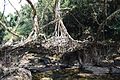 Living Root Bridge in Mawlynnong.jpg