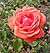 Hybrid Tea - Fragrant Cloud 3 (crop).JPG