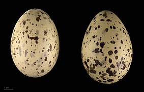 Larus fuscus graellsii MHNT.ZOO.2010.11.122.15.jpg