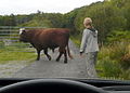 "......OK, OK, I'm going......." - geograph.org.uk - 984216.jpg