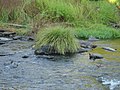 At River Alva in Secarias 25.jpg