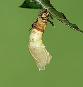 Pupation of Neptis jumbah Moore, (1858) – Chestnut-streaked Sailer - step three.jpg