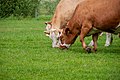 Grazing, Dierhagen (P1100743).jpg