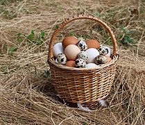 Eggs in basket 2020 G1.jpg