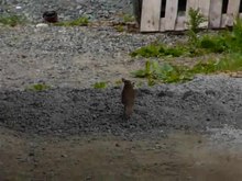 File:Song Thrush cracking a snail shell.ogv