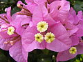Bougainvillea glabra blossom - Thailand 2.jpg