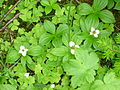 Cornus canadensis.jpg