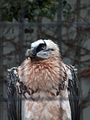 Gypaetus barbatus closeup.jpg