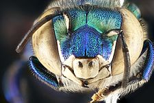 Euglossa dilemma, male, face 2012-06-27-17.20.45 ZS PMax (7847237536).jpg