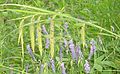 Carex crinita 2.jpg