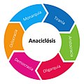 Anaciclosis.jpg