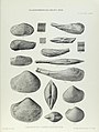 Illustration of Cretaceous Lamelliabranchia by Thomas Alfred Brock-Monograph of Palaeontographical Society-Vol63 1909 0255-Plate39.jpg