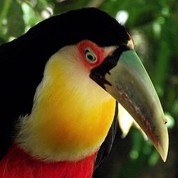 Ramphastos dicolorus rillke.jpg
