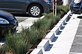 Bioswale at The Plant 3.jpg