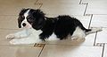 Keksik - 2 months old Cavalier King Charles Spaniel.jpg