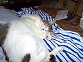 Admrboltz cat Floyd.jpg