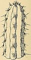Image from page 217 of "The Cactaceae - descriptions and illustrations of plants of the cactus family" (1919).jpg