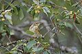 Chiffchaff Phylloscopus collybita 2.jpg
