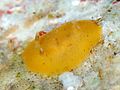 Doris granulosa, Izu.jpg