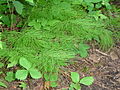 Equisetum sylvaticum.jpg