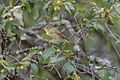 Chiffchaff Phylloscopus collybita 1.jpg
