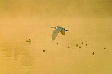 Birds at dawn at lake Taudaha and the fog illuminated by the sunlight.jpg