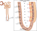 2621 Loop of Henle Countercurrent Multiplier System - ru.svg