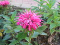 Bee balm.jpg