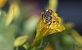 Abeille sur fleur.jpg