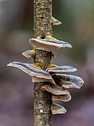 Zunderschwamm (Fomes fomentarius)-20191227-RM-145922.jpg