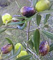 "Ravece" olive cultivar.jpeg