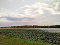 "Toman" fishing port 3, Selangor.jpg