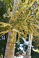 Dypsis lutescens - Areca Bambu - 02.jpg