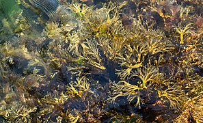 Bladder wrack in Sämstad harbor 1.jpg