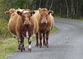 ".................and remember animals have right of way" - geograph.org.uk - 984195.jpg