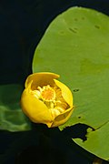 Nuphar lutea Krumpendorf 01.jpg