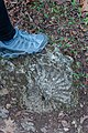 Hamilton pool ammonites.jpg