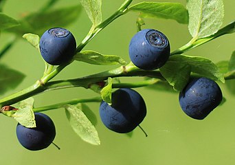 Heidelbeeren auf dem Ast IMG 3415WI2.jpg