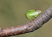 Stictocephala bisonia qtl4.jpg