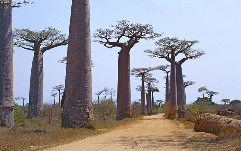 File:" Avenue of the Baobabs " (Adansonia grandidieri) (9576865450).jpg