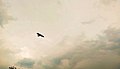 A bird is flying in the yellow sky.jpg