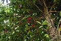 Syzygium malaccense.jpg