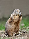 Black-Tailed Prairie Dog.jpg