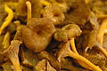 Craterellus tubaeformis Karonen.jpg